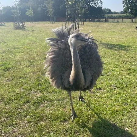 Karins Kotte דירה פפנבורג